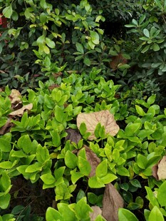 翠绿繁茂的植物景观