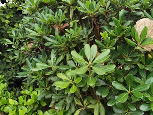 绿叶繁茂的灌木丛