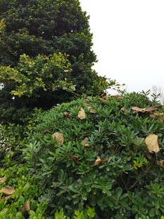 繁茂绿植与石块景观