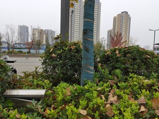 城市绿植景观