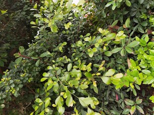 繁茂绿植尽显自然生机