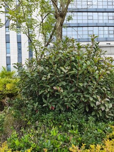 城市中繁茂的绿植景观