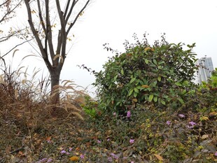 户外绿植与树木景观