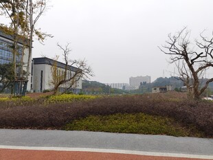 路边倒下的粗壮树木