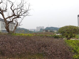 户外植物景观树木与植被