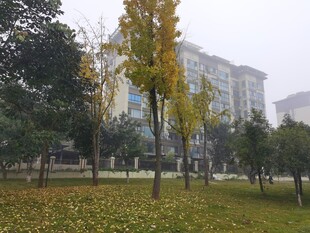 秋日公园落叶与树木景致