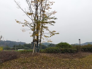 田野孤树秋意初显