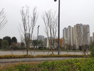 城市冬日公园景观