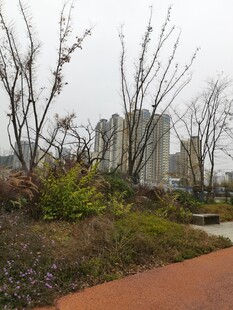 城市中的静谧绿植小径