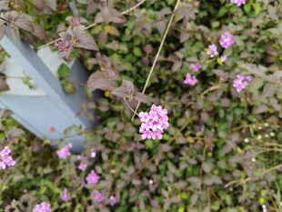 墙角绽放的粉色小花