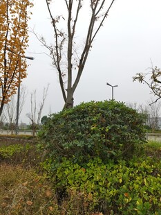 户外绿植与树木景观