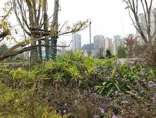 城市中的绿植景观