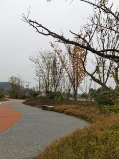 秋日郊野蜿蜒彩色小路