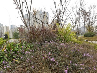 城市中绽放的多彩花草