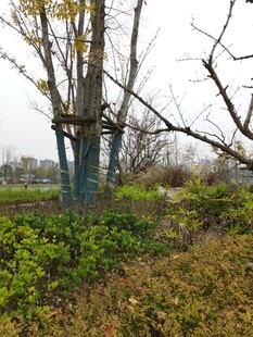 野外孤立树木与周边植被景观