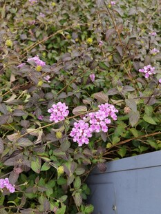 盆栽中的粉花绿植