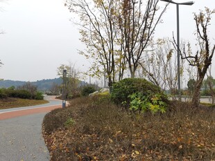 郊外路旁的萧瑟景致