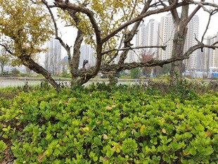 城市中繁茂的树木与绿植