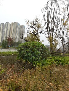 城郊自然景观与高楼相映