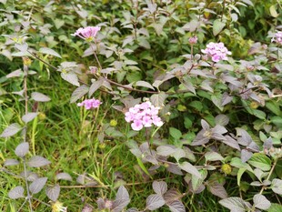 野地中的粉色小花绽放