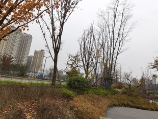 城市秋日公园景致