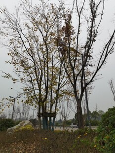 秋日枯树旁的静谧景致