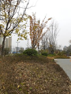 秋日公园小径旁景致