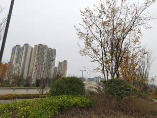 城市住宅区旁的绿植景观