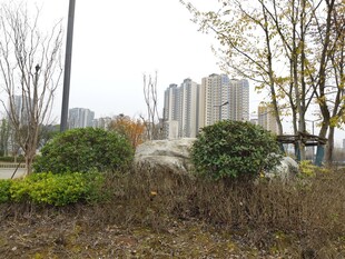 城市边缘的绿植与高楼