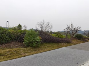 郊外空旷道路旁绿植景观