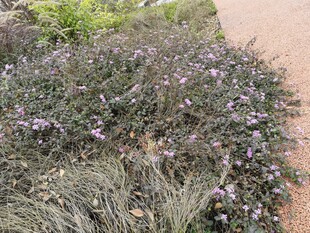 紫色花丛中的繁茂植物