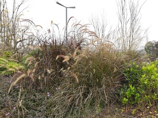 户外自然植物景观