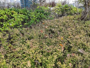 枯黄草地旁的绿植景观