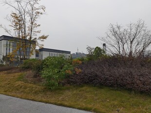 户外清冷景象中的植被建筑