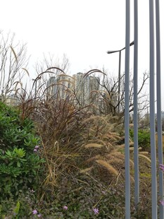 户外芦苇绿植景观