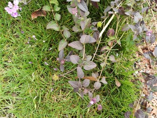 绿叶间的紫色植物