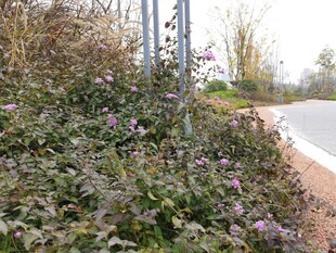 路边繁茂绿植与金属杆