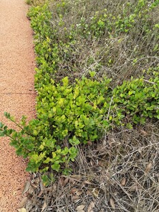 路边翠绿灌木丛