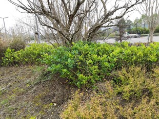 野外绿植与枯树景观