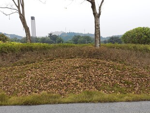 秋日路边落叶覆盖的草地