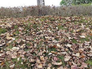 秋日落叶铺满地面景象