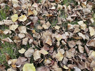 地面上的落叶景观