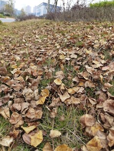 秋日落叶铺满地面景象