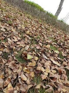 地面铺满枯黄落叶景象