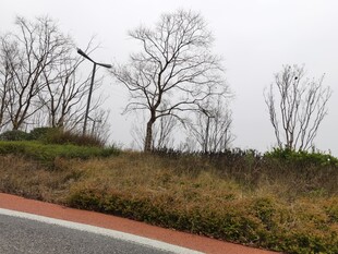 冬日路旁萧瑟树木景观