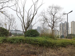 城市郊外的绿植与高楼景观