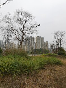 城郊荒野与远处高楼景象