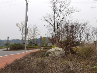 郊外路旁的萧瑟冬日景象