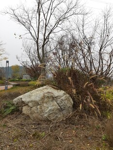 户外大石与枯树景观