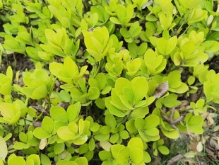 嫩绿叶片植物特写